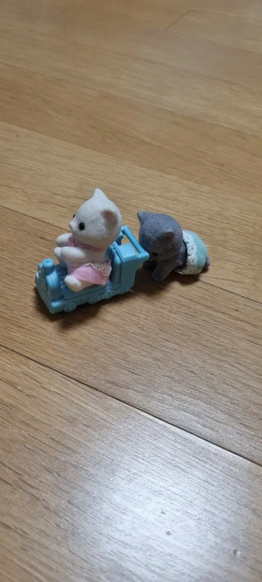 실바니안 아기 고양이