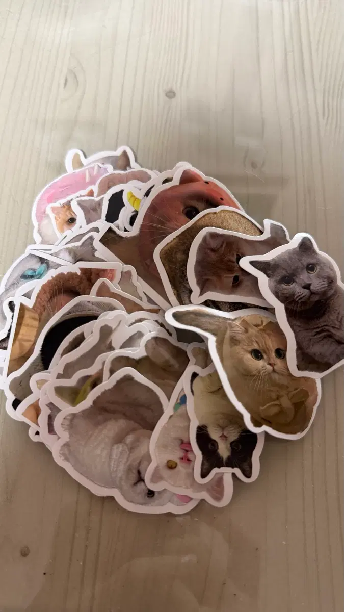 고양이 스티커