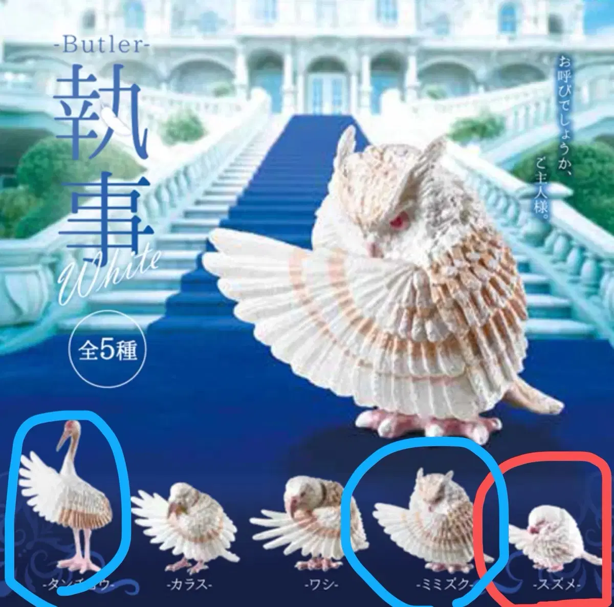 Yell) 알비노 새 집사