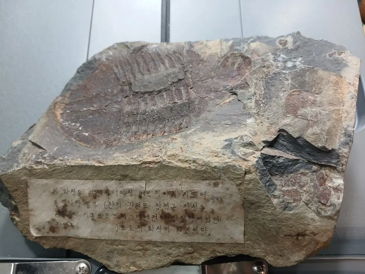 삼엽충 화석 복소산지 표기