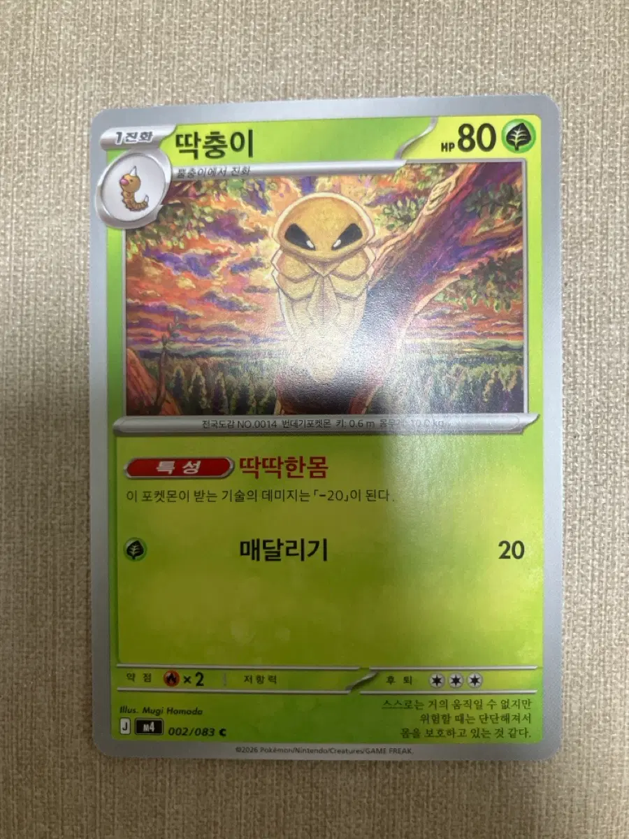 포켓몬카드 딱충이
