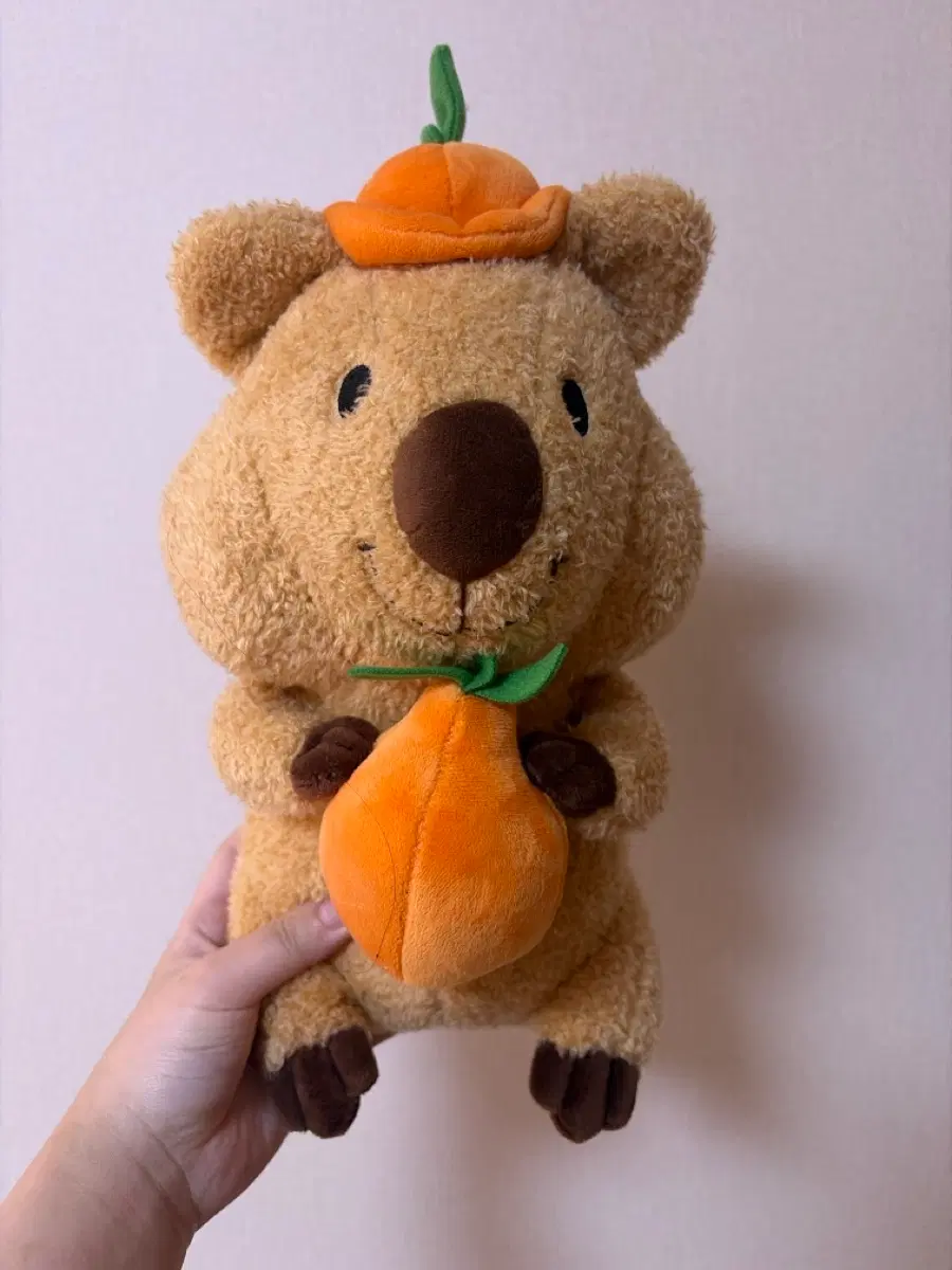 한라봉 쿼카인형