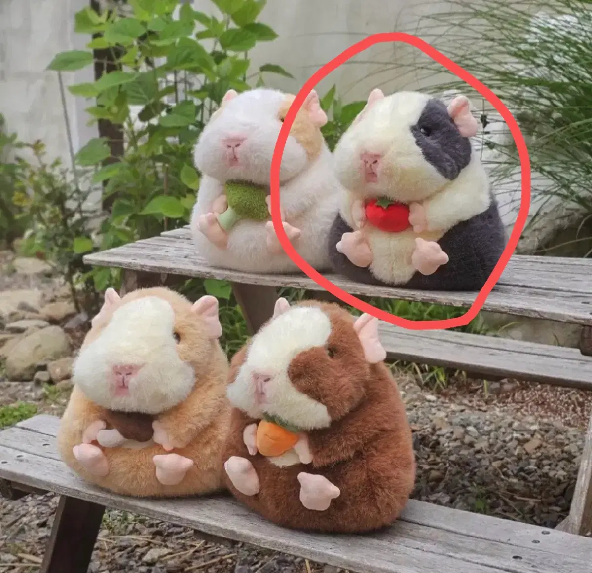 모루못토상 기니피그 중형인형