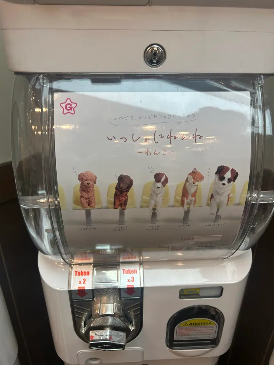 같이 자요 강아지 비글가챠
