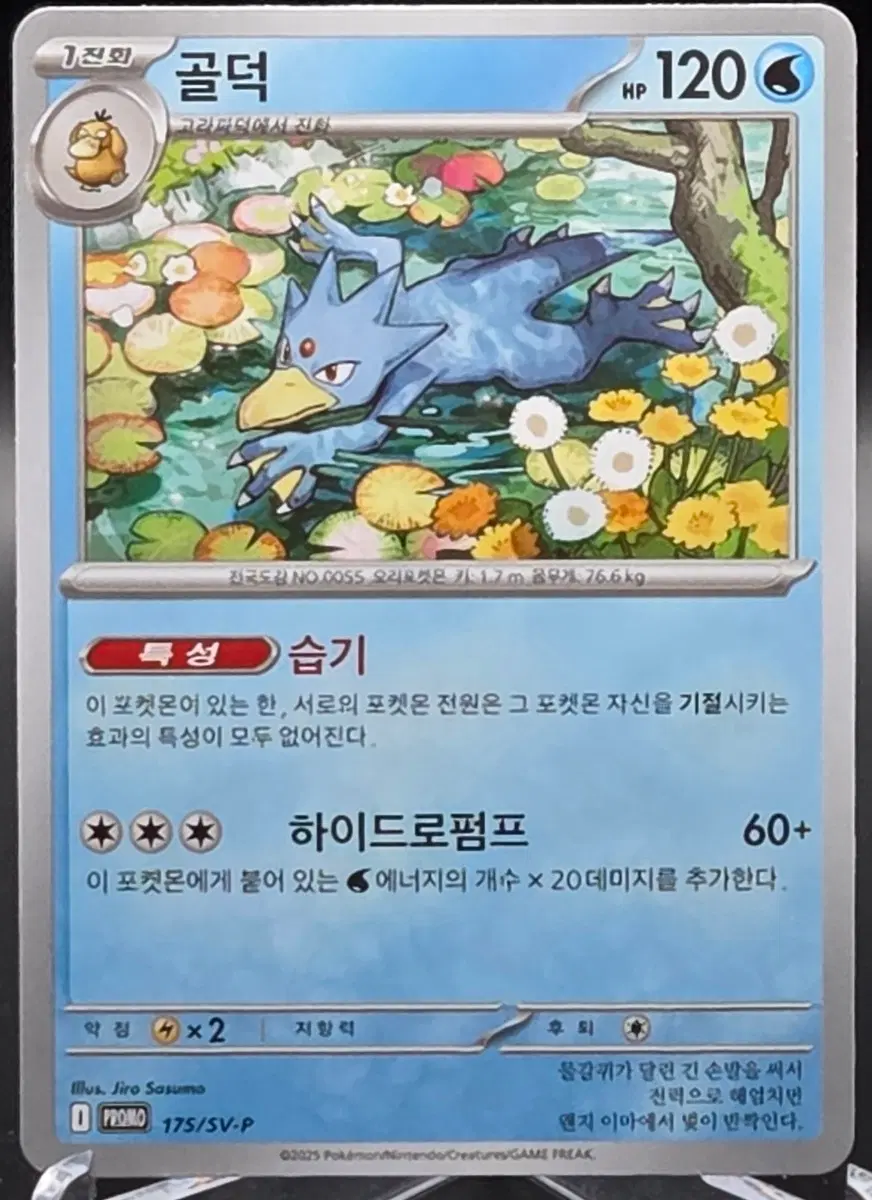 포켓몬카드 한글판 골덕 promo 175/sv-p