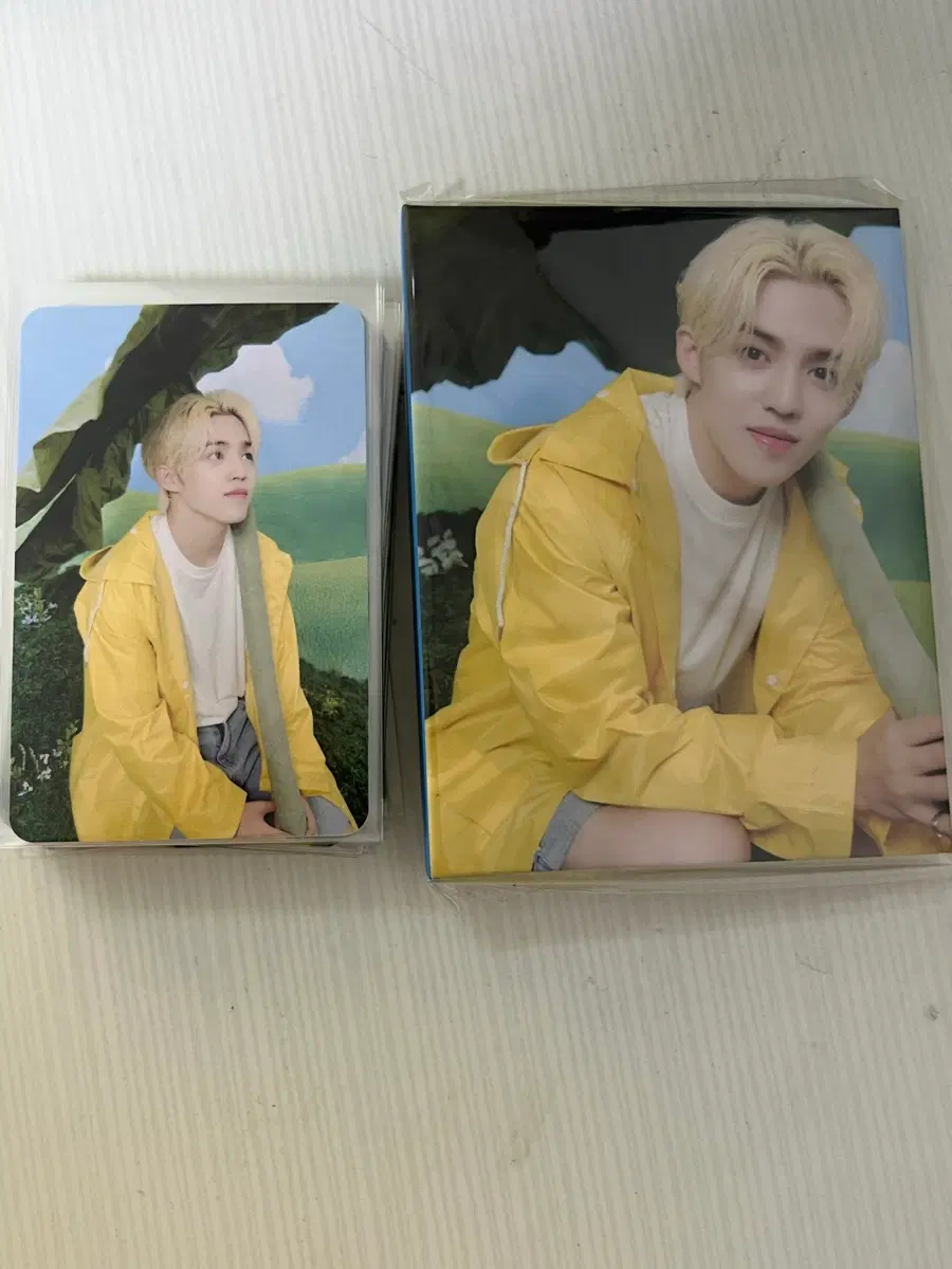 세븐틴 캐럿반