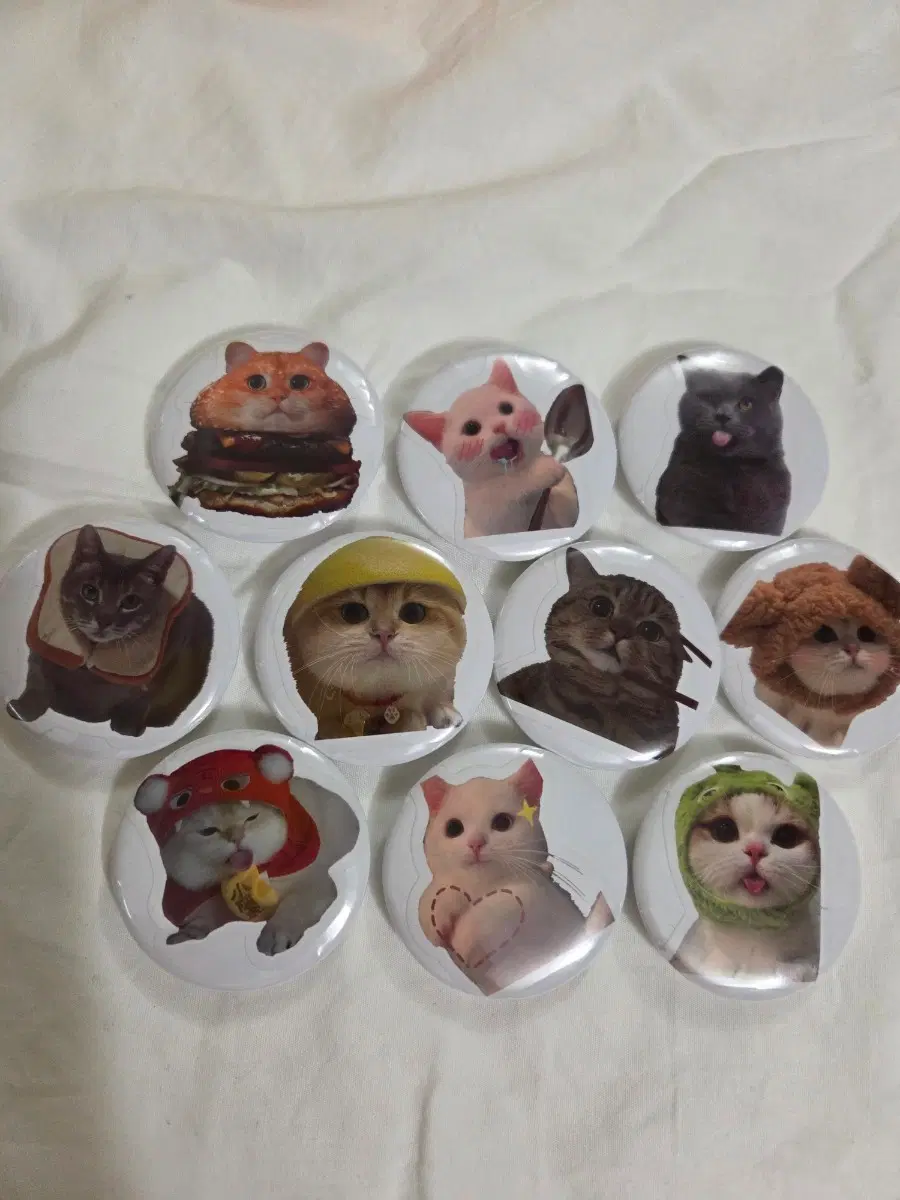 귀여운 고양이 뱃지 10개