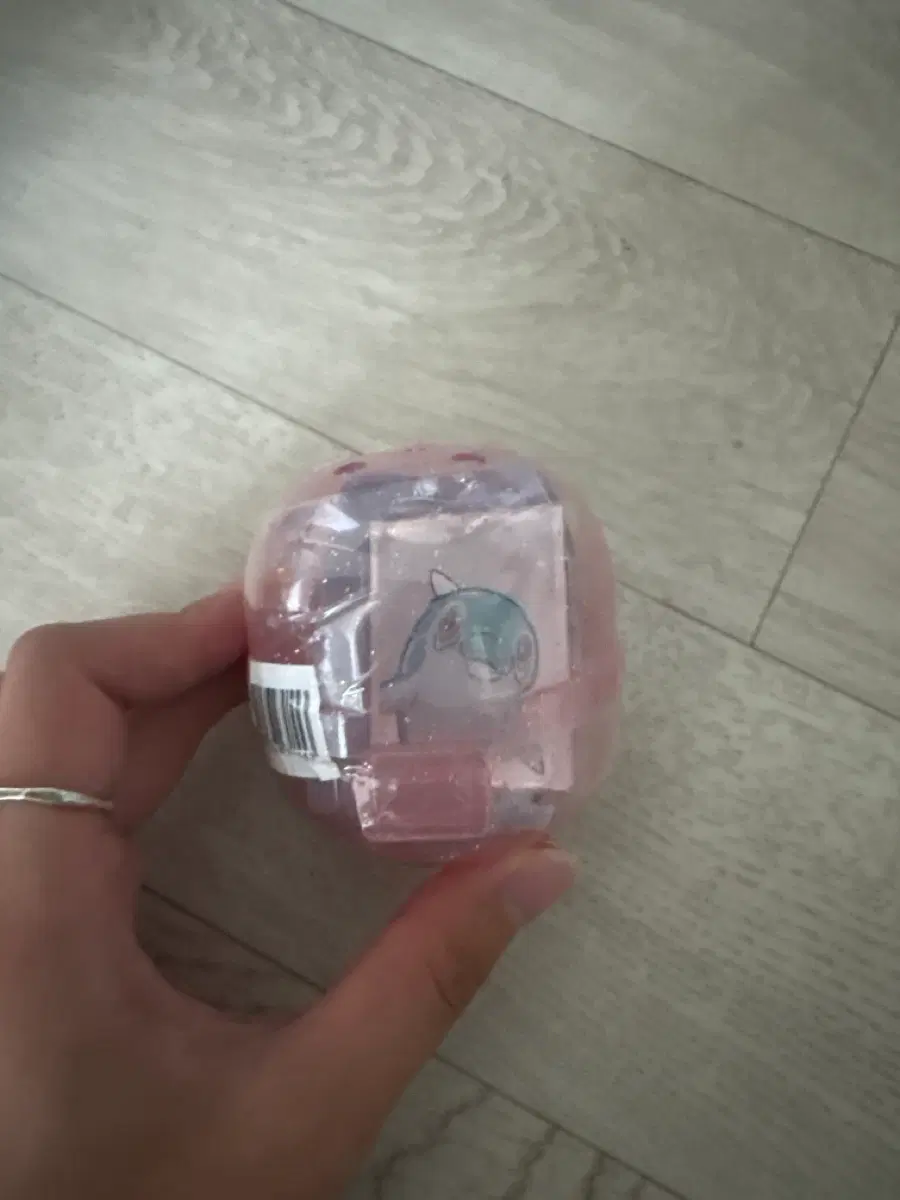 포켓몬 증명사진