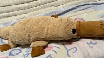 푹신푹신 오리너구리 봉제 인형