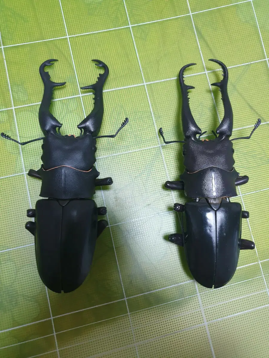 생물대도감 어드밴스 사슴벌레 1탄 캡슐판 개봉