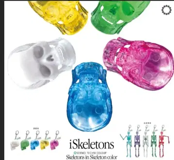 iSkeletons 컬러풀 해골 키링 4개 2세트