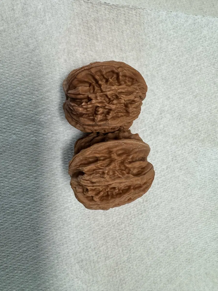 천연 자연 호두 2알(37~40mm) 지압 볼 가래 볼 손마지(새상품)