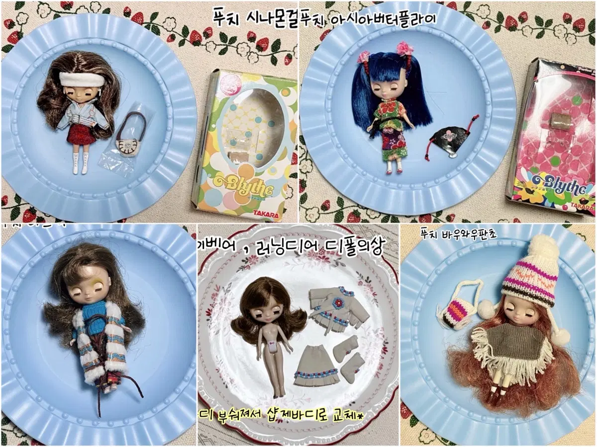푸치브라이스 *시나몬걸 아시아버터플라이 샤이베어 아즈텍 쁘띠블라*