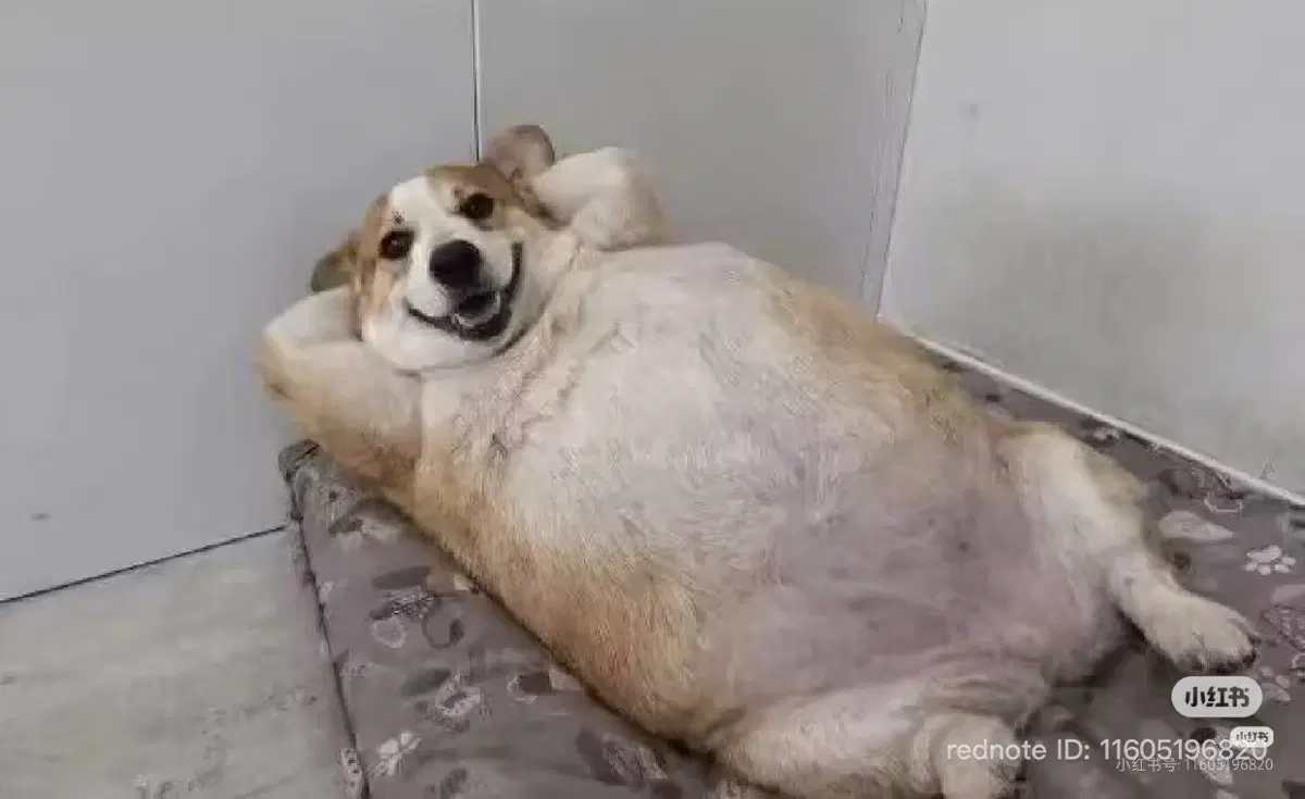 케논 캐논 파워샷 s95 구합니다