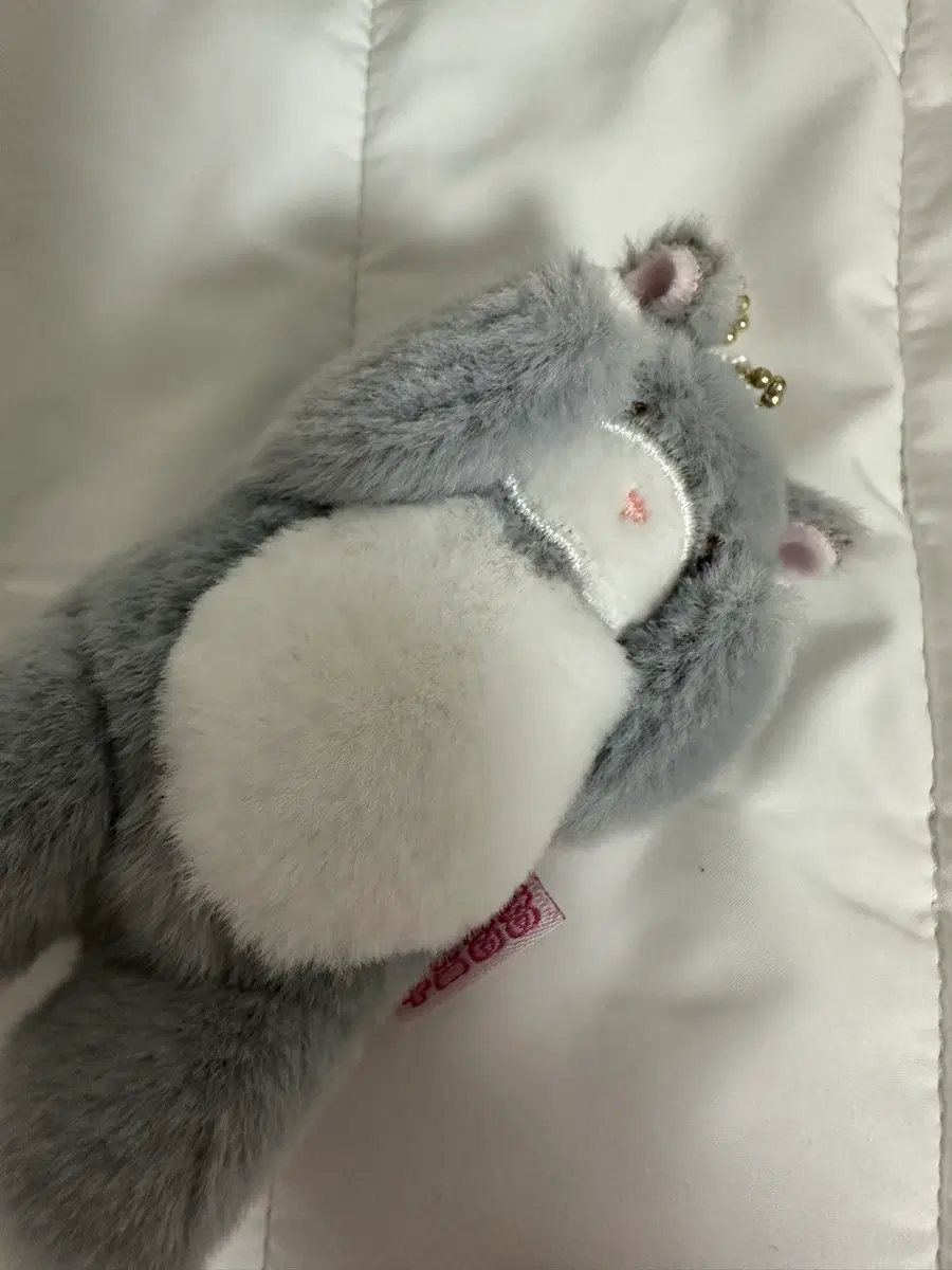 고양이 인형