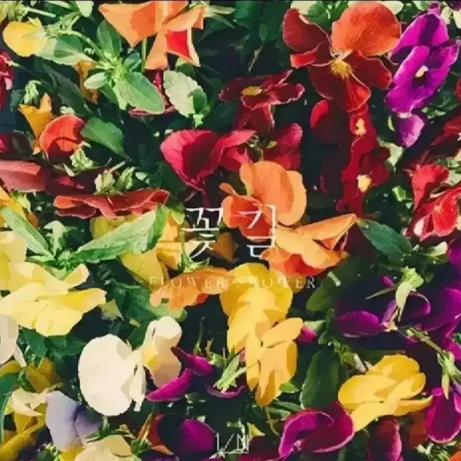 1/N (엔분의일) - 꽃길 미개봉