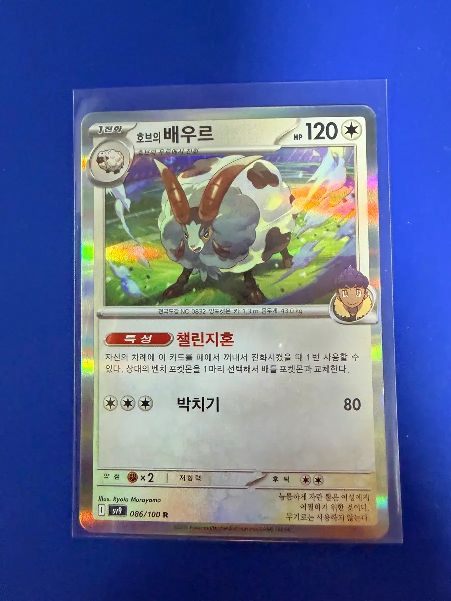 포켓몬카드 배우르 홀로 카드