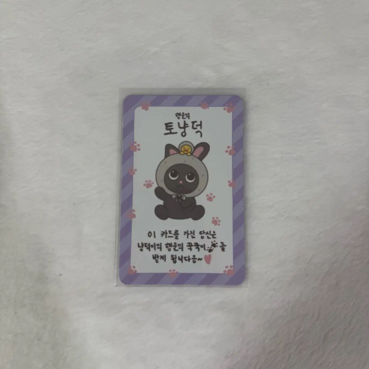 라이즈 리라즈 팝업 토냥덕럭키카드판매 쇼타로은석성찬원빈소희앤톤
