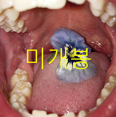 [미개봉] 이수호 - Monika (CD)