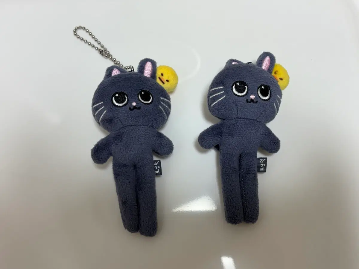 라이즈 원빈 토냥덕 롱다리