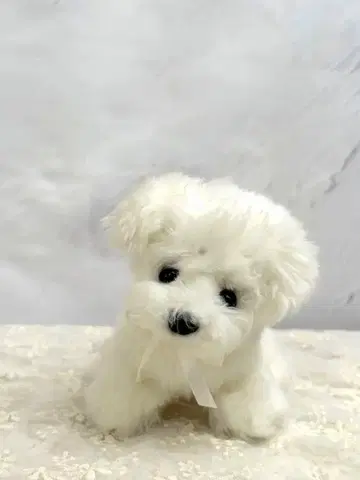 말티즈의 리얼한 봉제 인형