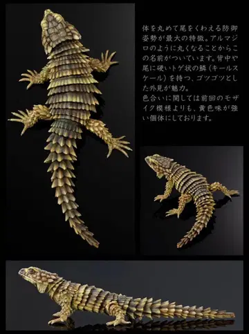 생물대도감 어드밴스 아르마딜로 도마뱀 미개봉품 가챠가챠