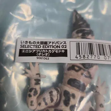 온라인판 생물대도감 어드밴스 서아프리카 왕도마뱀 오레오