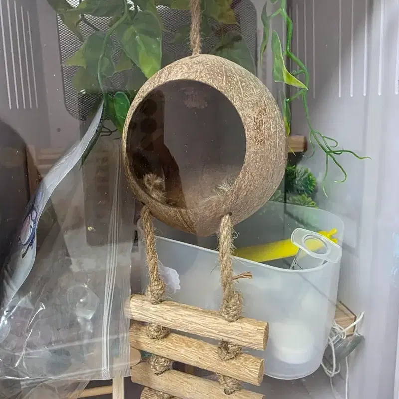 크레스티드 게코 아크릴 사육장 판매