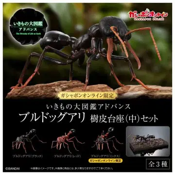 생물대도감 어드밴스 불독개미 블랙 수피 받침대(중) 세트