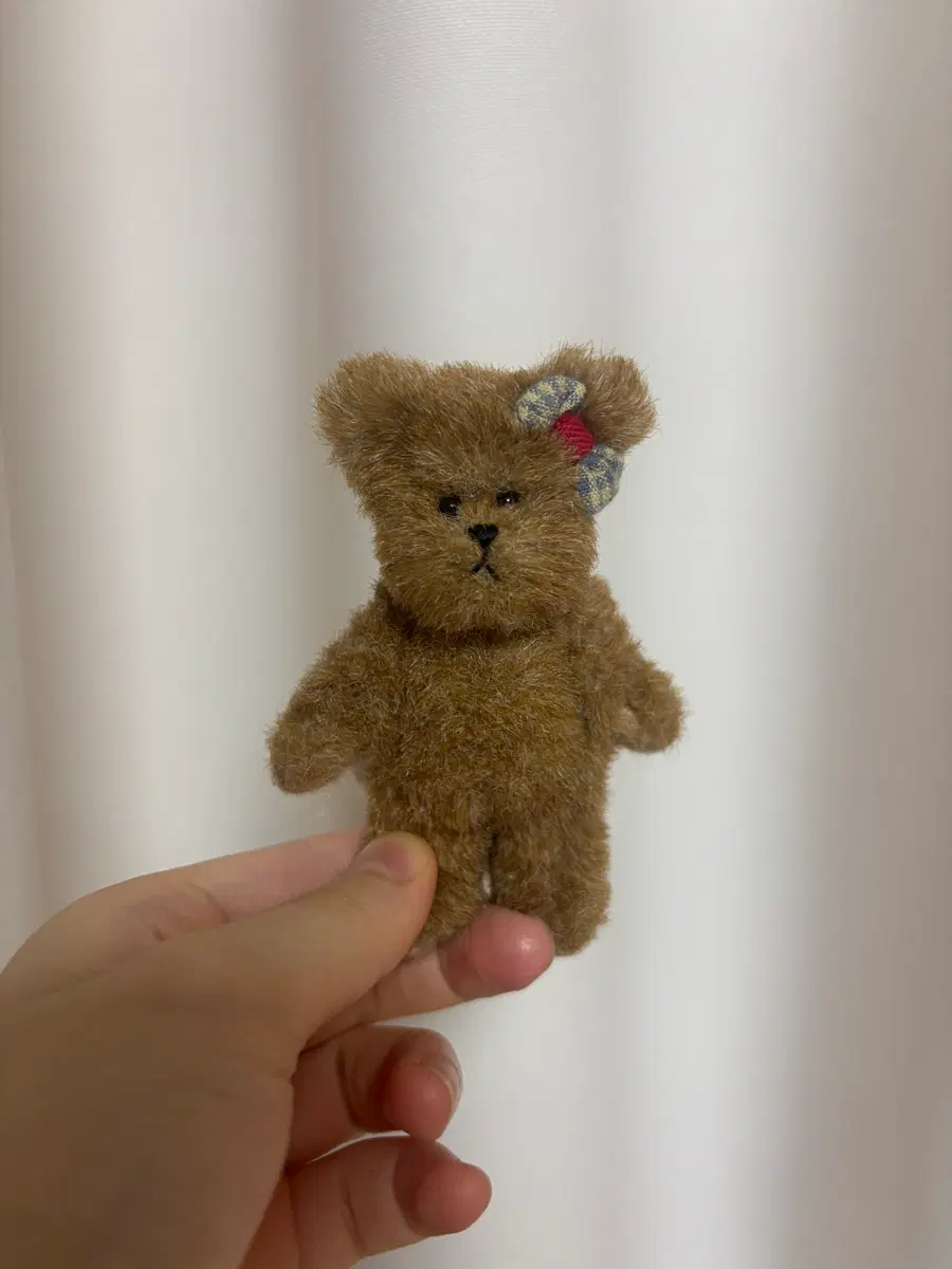 보이즈베어 쪼꼬미