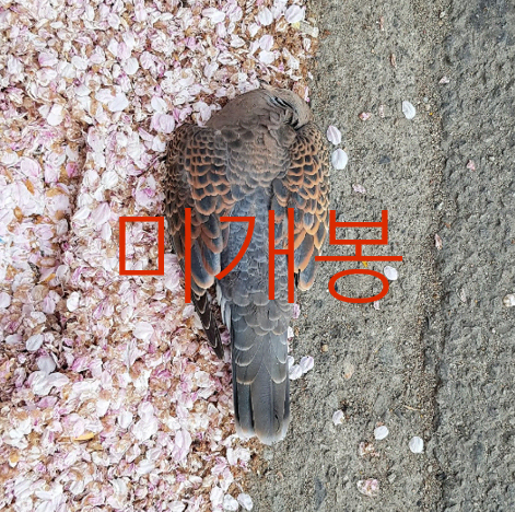 [미개봉] 천진우 - 귀천 (CD)