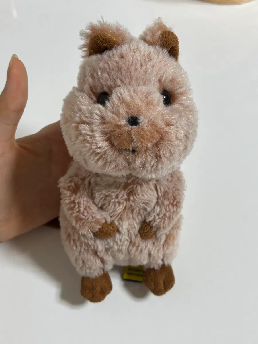 손레몬 쿼카인형