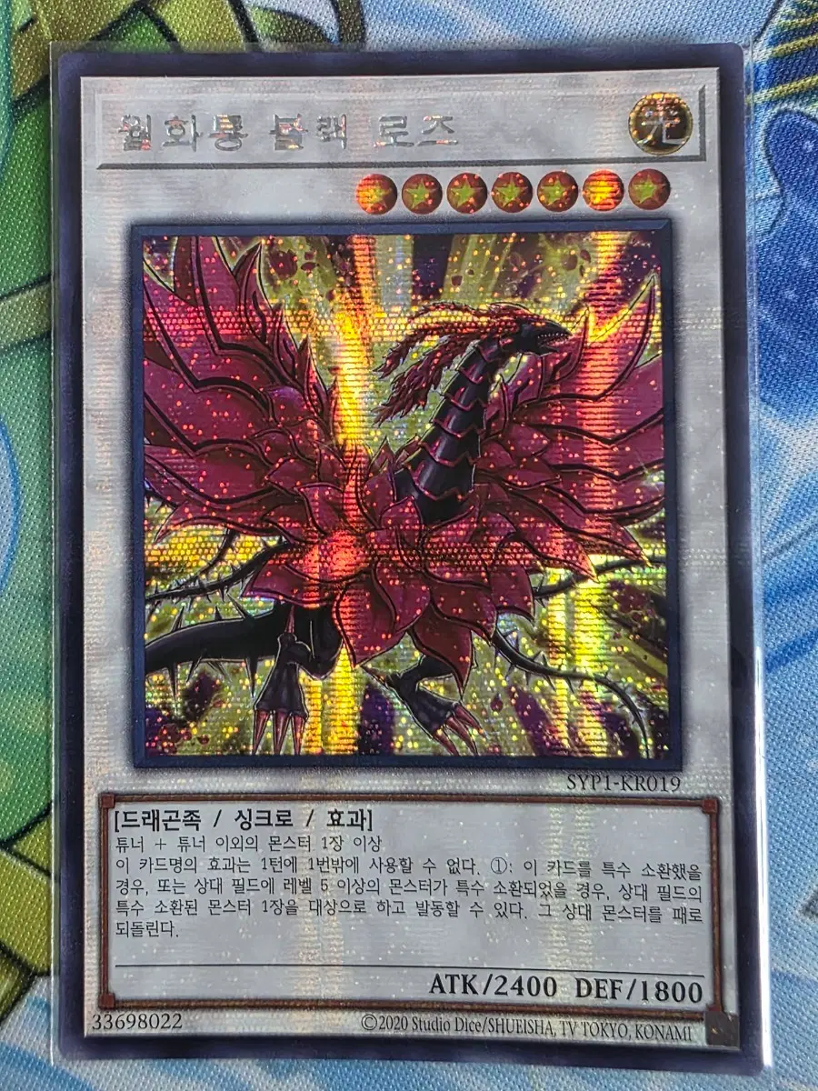 월화룡블랙로즈