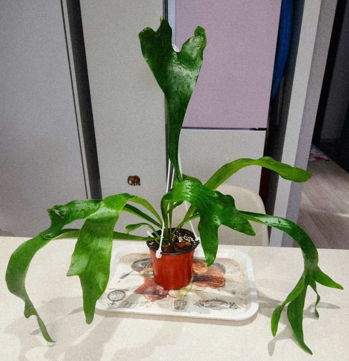 박쥐란 대품