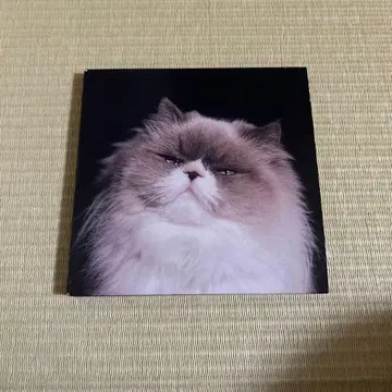카네코아야노 찬찬 CD