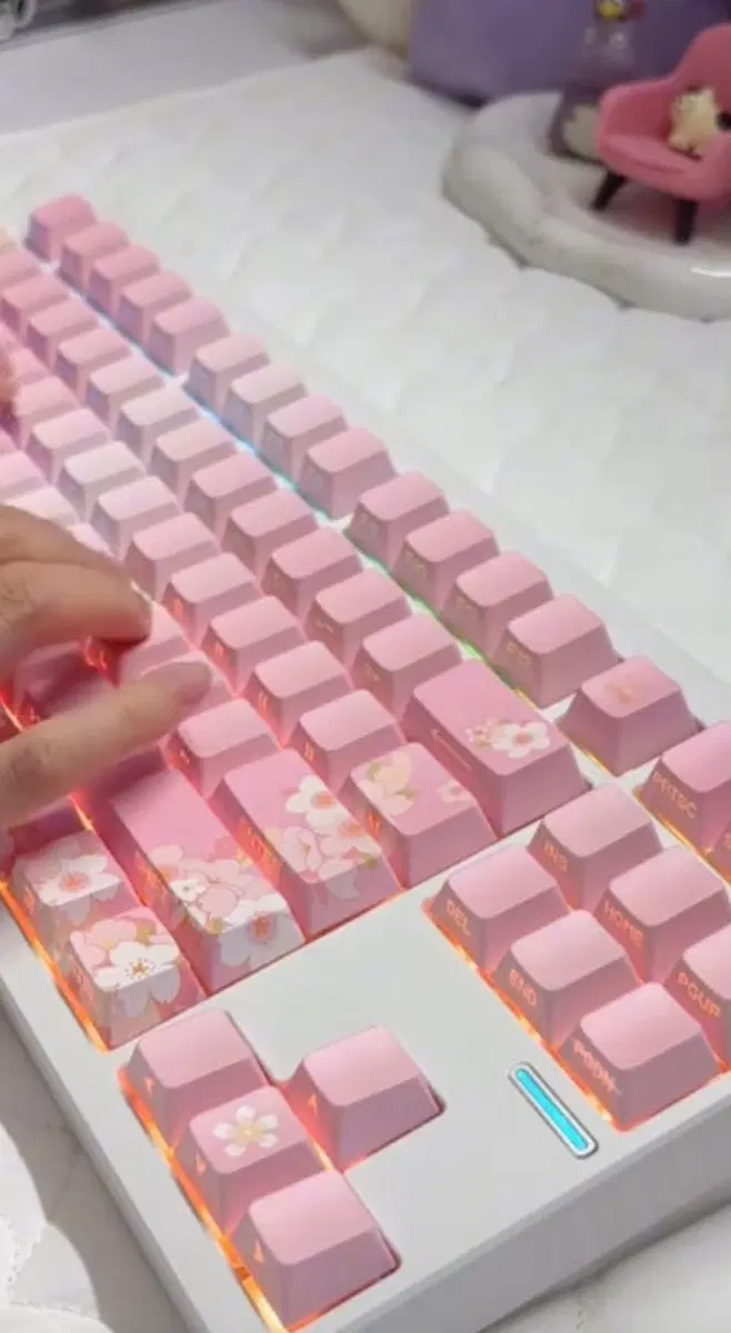 벚꽃키캡