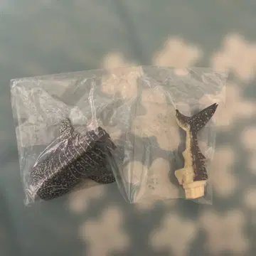 하시모토 미오 조각 카이유칸 고래상어 가챠가챠