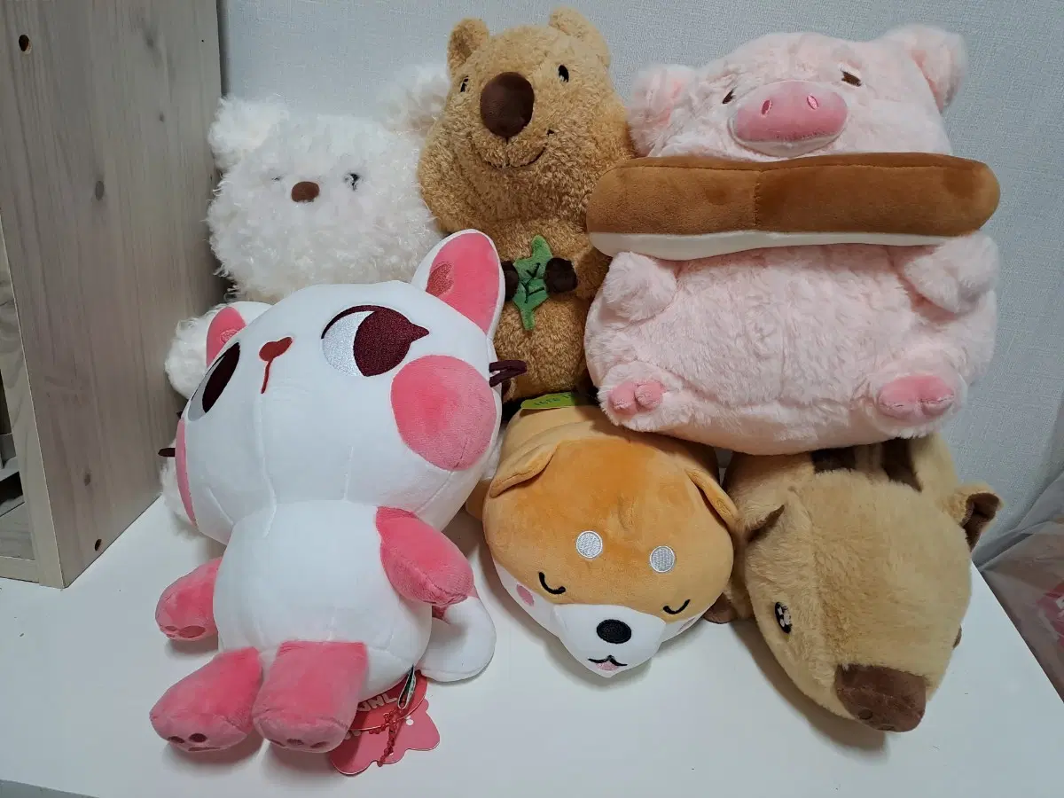 택있는 인형 판매