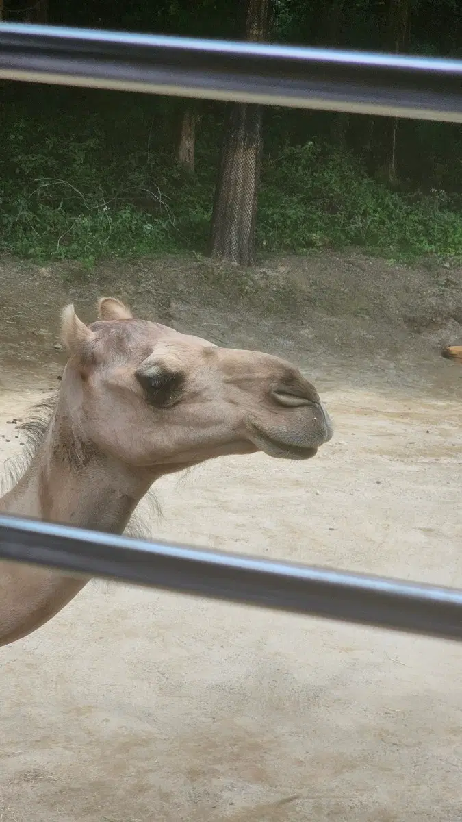 비보무브 구매합니다