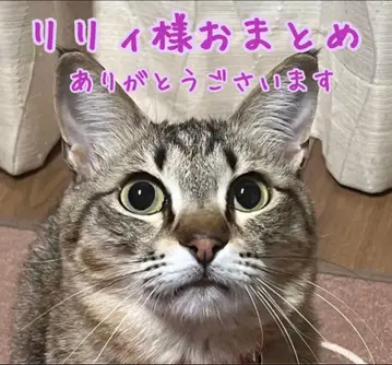 릴리님 종합 페이지