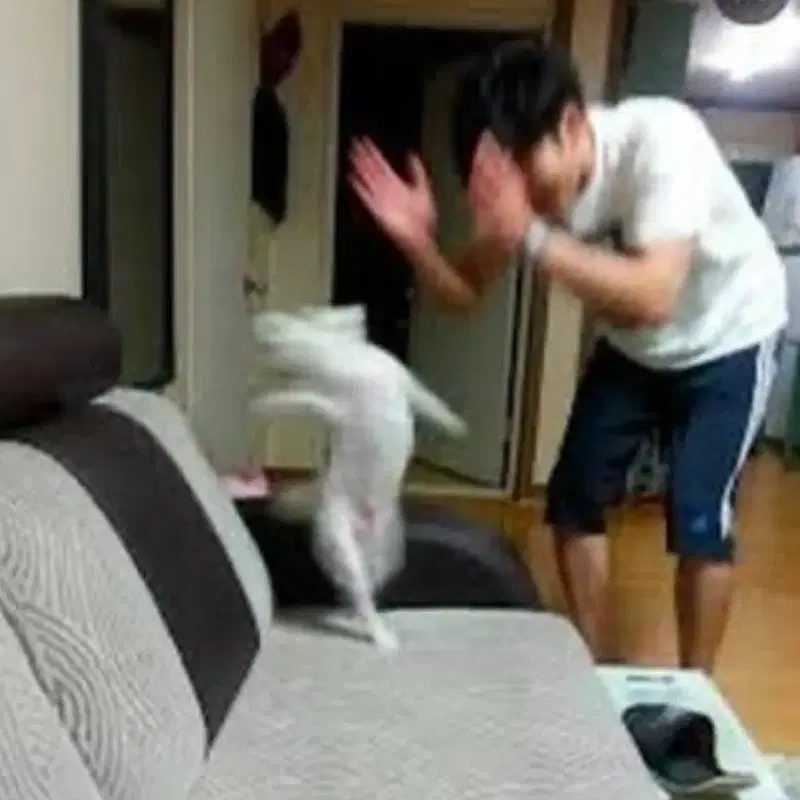 화산귀환 화귀 팝업 공식굿즈 청명이 인형