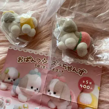 팬티 시츄즈