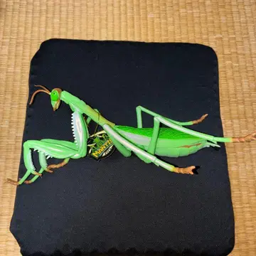 MANTIS 리얼 BIG 사이즈 피규어 사마귀 2.5 택 포함
