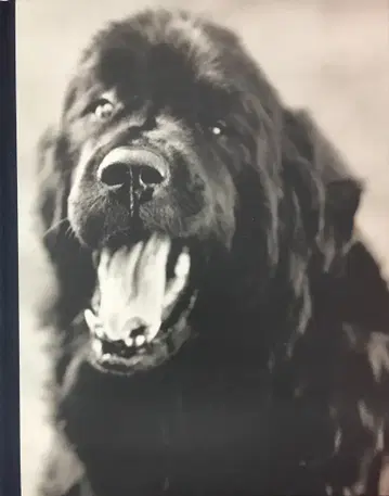 Bruce Weber Gentle Giants