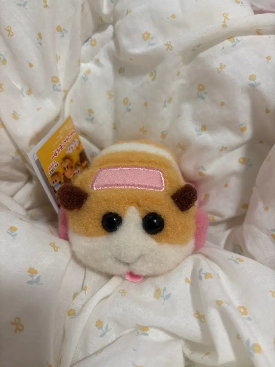 모루카 포테토 아비 일괄
