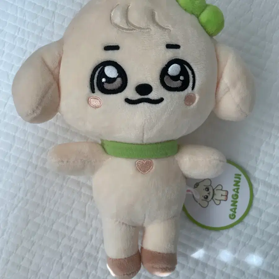 강안지 판매해요!