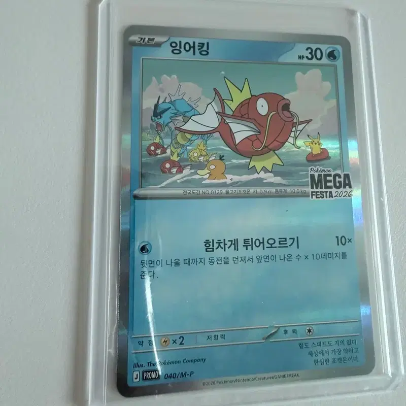 잉어킹 프로모 카드 팔아요