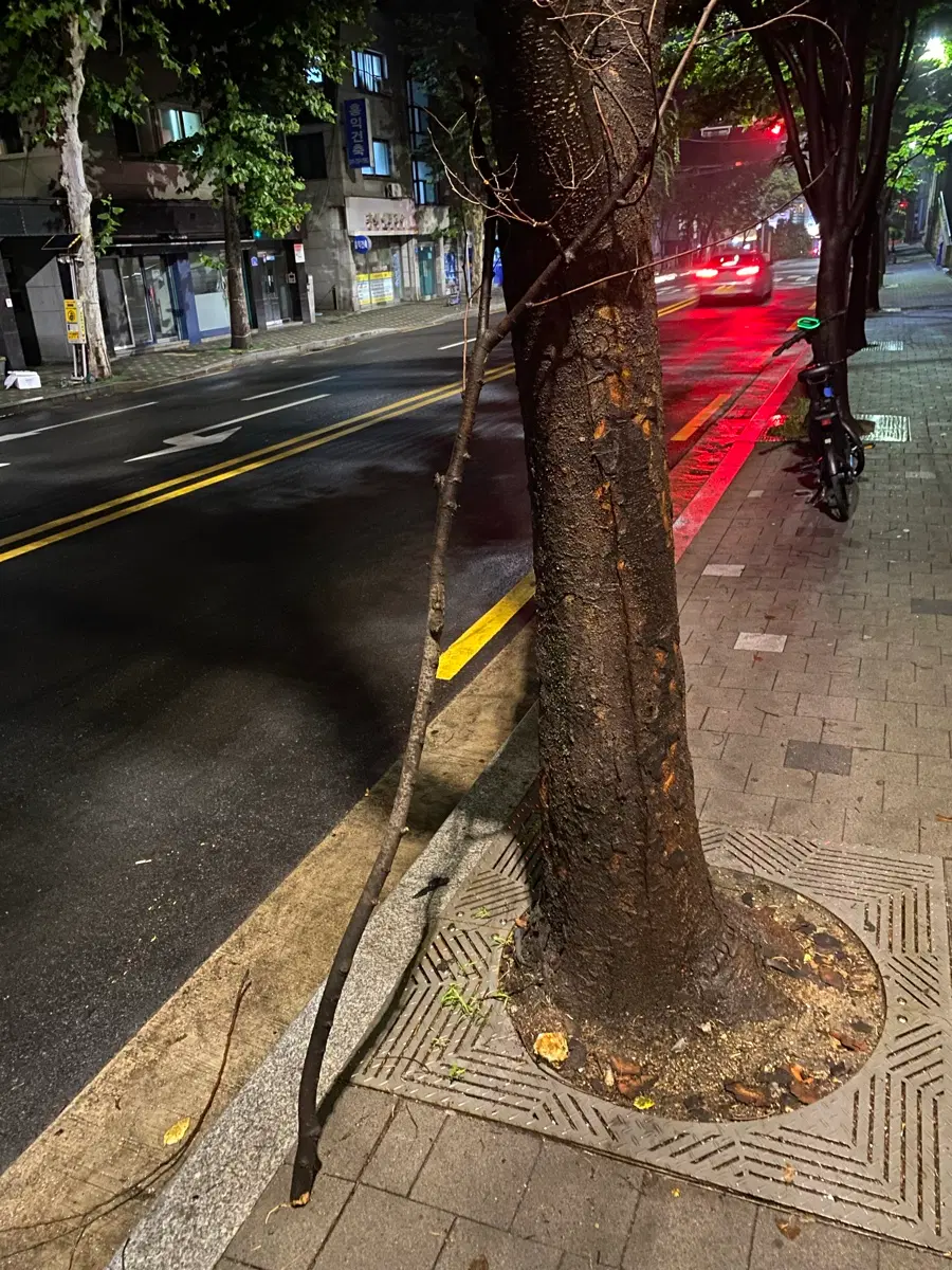 자연의 지팡이