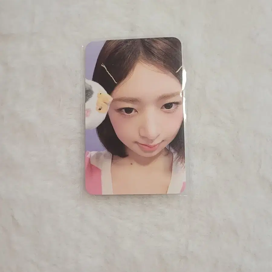 아이브 레이 에버랜드 포카 판매