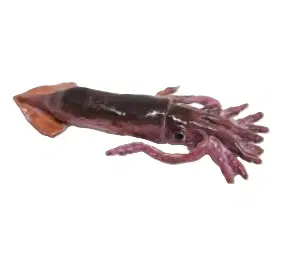 리멘트 오징어 식완 ( 산지직송 )